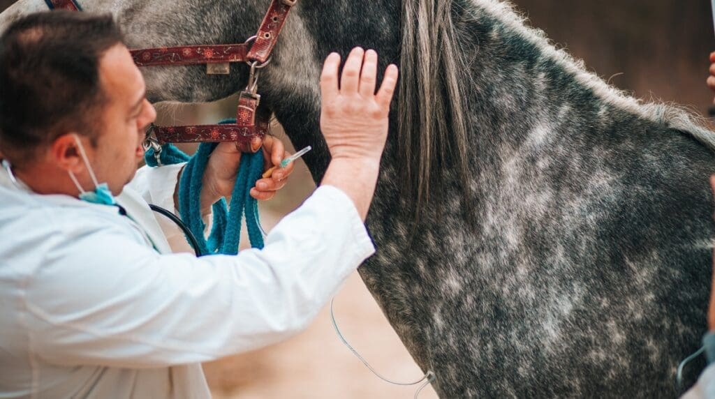 Farrier vs Vet Consultation